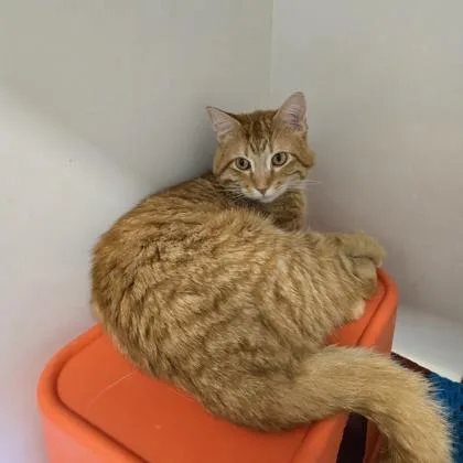 A young small-sized male Domestic Short Hair cat named Steak Taco for adoption in Janesville, WI