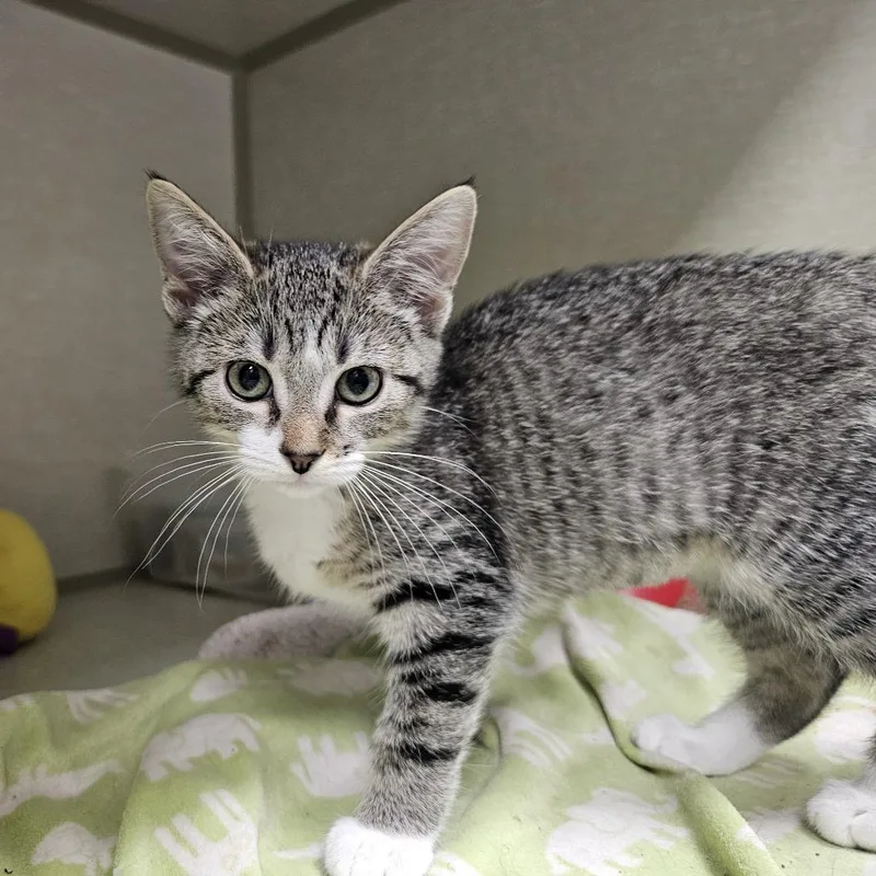 A baby small-sized female Brown / Chocolate Domestic Short Hair cat named Blossom for adoption in Monroe, MI