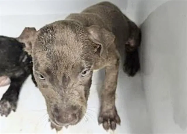 A baby small-sized female Labrador Retriever dog named Sasha for adoption in Houston, TX