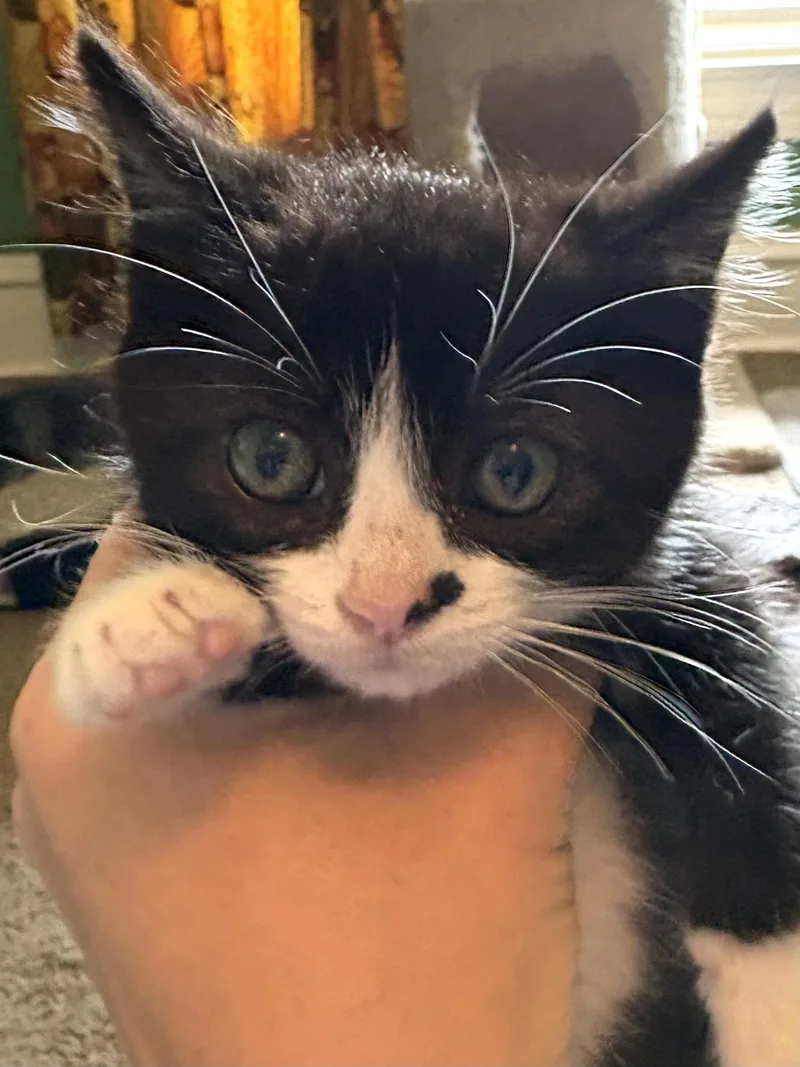 Pierre
