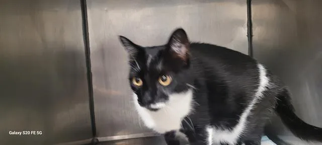 A young small-sized female Domestic Short Hair cat named Luna for adoption in Panama City, FL