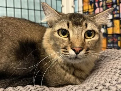 A young large-sized female Brown / Chocolate Domestic Short Hair cat named June for adoption in Fernandina Beach, FL
