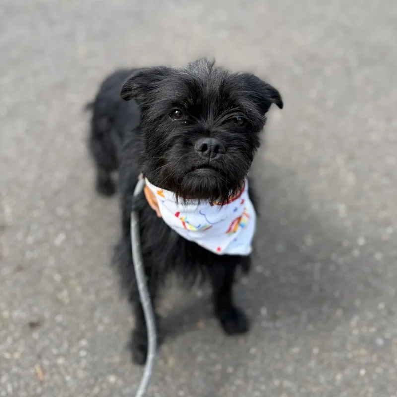 An adult small-sized female Black Terrier dog named Tipsy for adoption in Newberg, OR