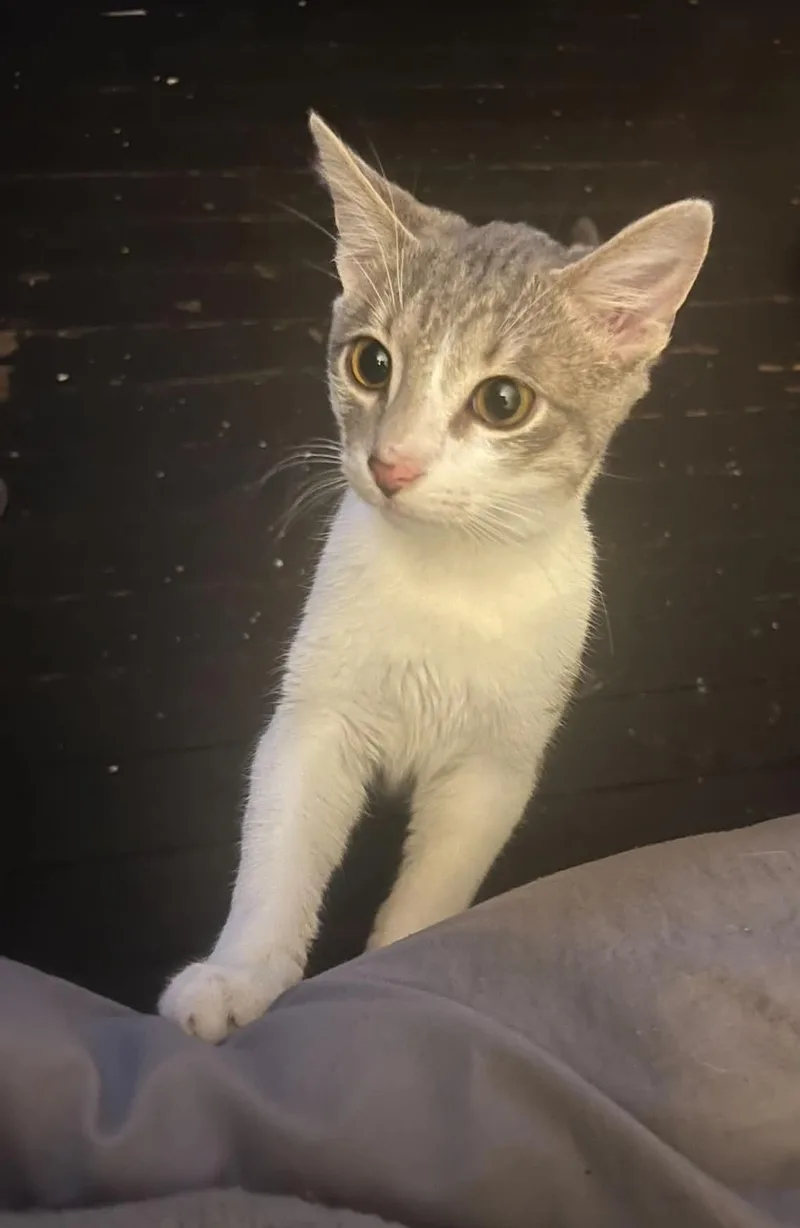 A young medium-sized male Brown / Chocolate Domestic Short Hair cat named Mikey for adoption in Parma, OH