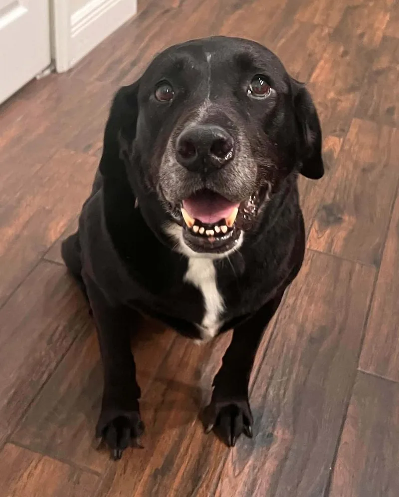 An adult large-sized male Labrador Retriever dog named Mater for adoption in Osteen, FL