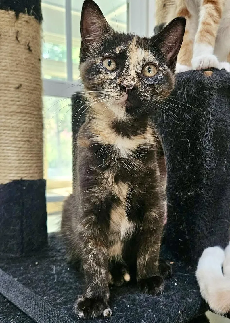 A baby small-sized female Tortoiseshell cat named Penny for adoption in Myrtle Beach, SC