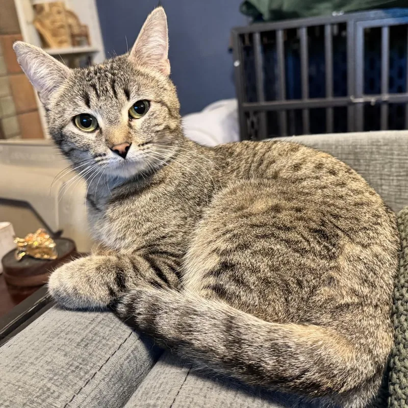 A young small-sized female Gray / Blue / Silver Domestic Short Hair cat named Dottie for adoption in Denison, TX