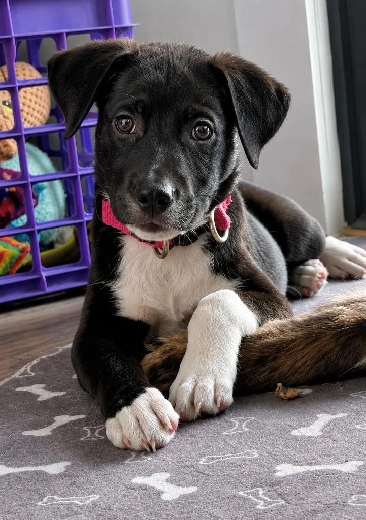 A baby large-sized female Labrador Retriever dog named Penguin for adoption in Princeton, MA