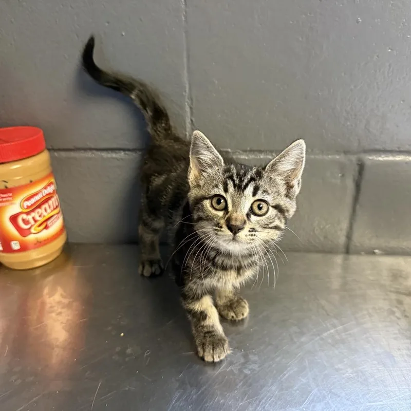 A baby small-sized female Black Domestic Short Hair cat named Tuscstray for adoption in Tuscaloosa, AL