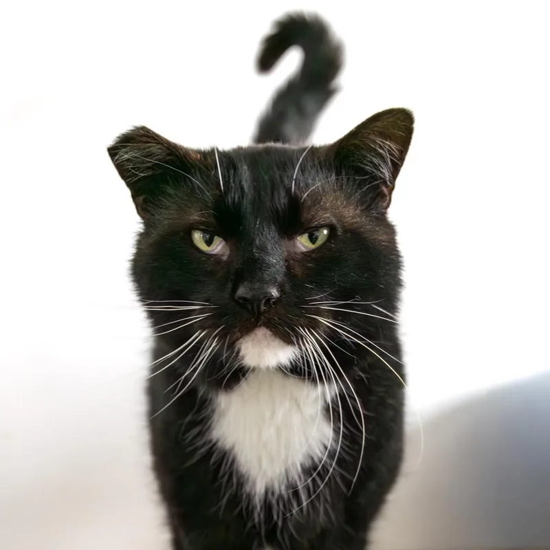 An adult large-sized male Black & White / Tuxedo Domestic Short Hair cat named Collins for adoption in Lone rock, WI