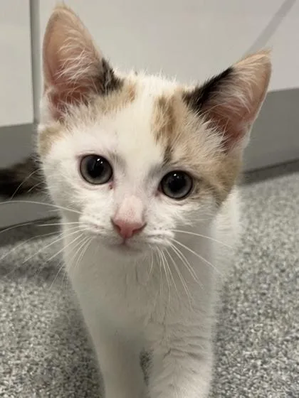 A baby medium-sized female Gray / Blue / Silver Domestic Short Hair cat named Freya for adoption in Tinley Park, IL