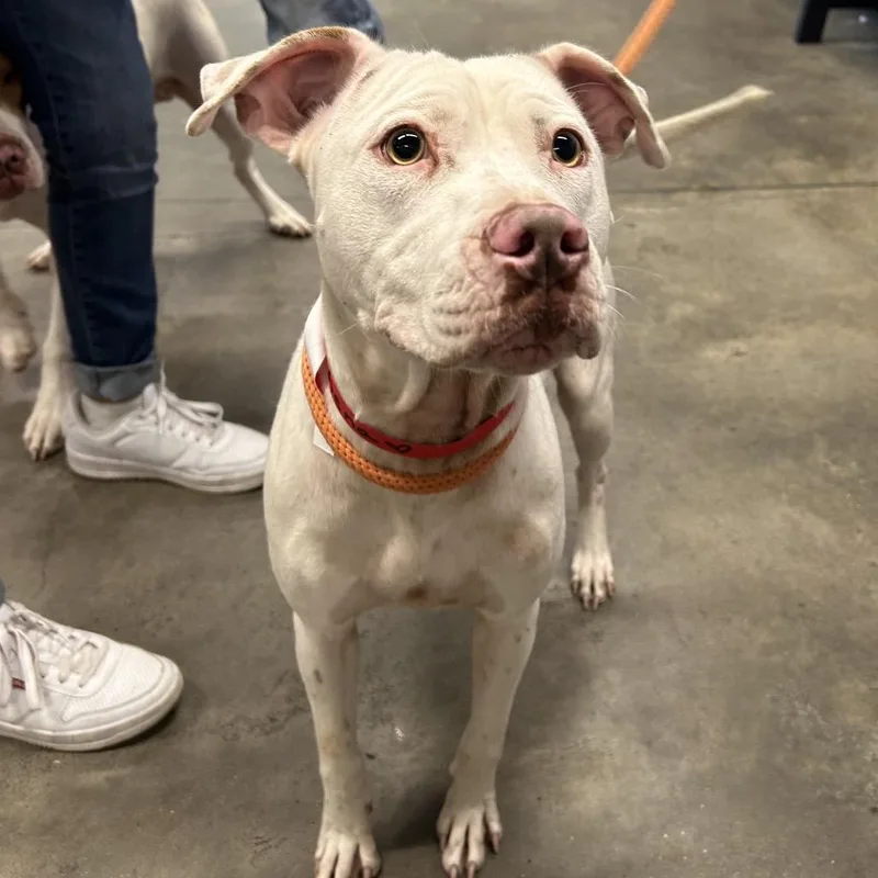 An adult medium-sized female White / Cream Terrier dog named Athena for adoption in Tampa, FL