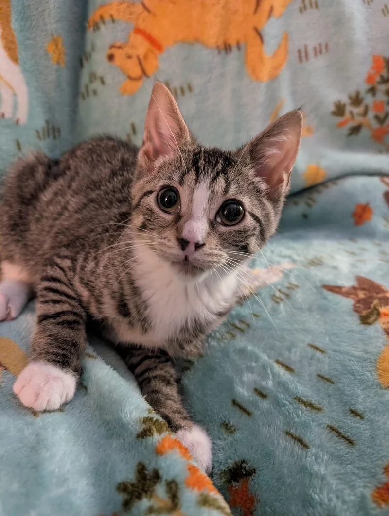 A baby medium-sized female Domestic Short Hair cat named Broccolini for adoption