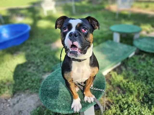 Clyde