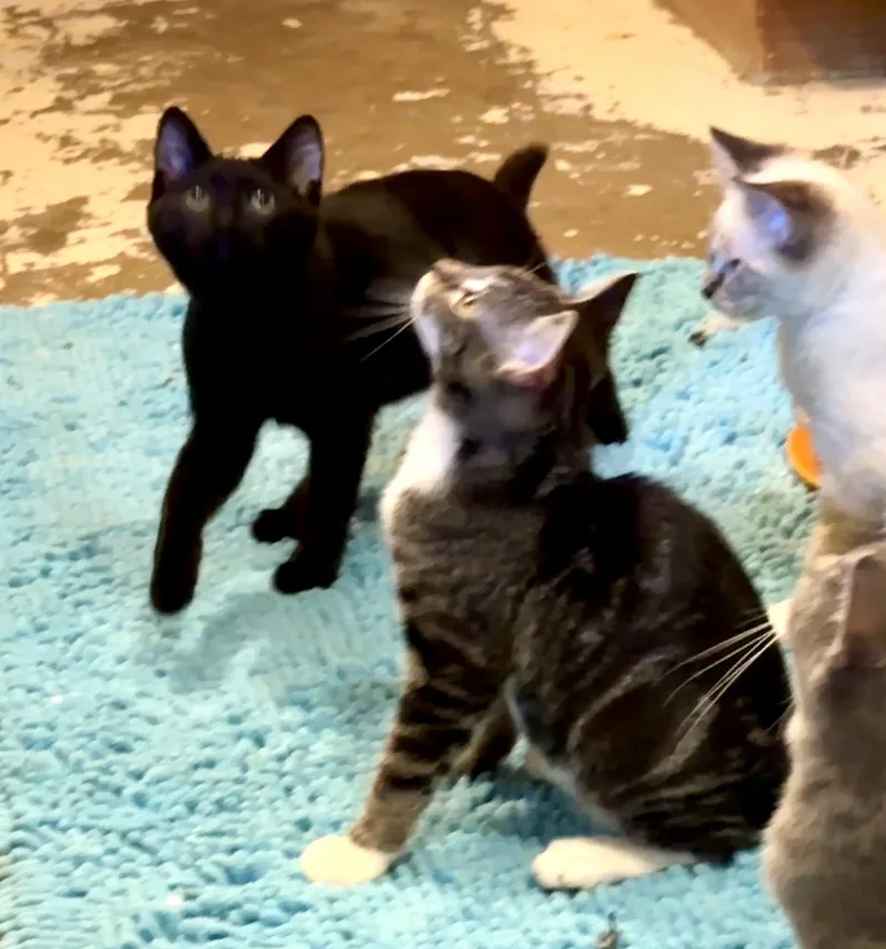 A baby medium-sized female Bombay cat named Sara and Mary for adoption in Mission Viejo, CA