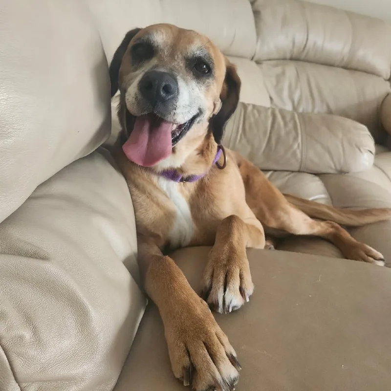 A senior medium-sized female Mixed Breed dog named Loretta for adoption in Hinsdale, IL
