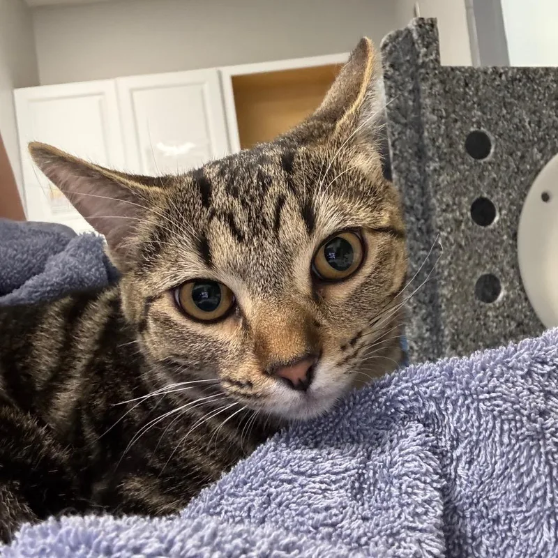 A baby medium-sized female Domestic Short Hair cat named CharliePearl for adoption in Greenville, SC
