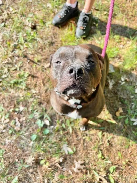 An adult medium-sized female Tricolor (Brown, Black, & White) American Bulldog dog named Shadow Queen for adoption in Muskegon, MI