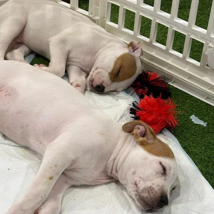 A baby medium-sized female Pit Bull Terrier dog named Bowser for adoption in Krum, TX