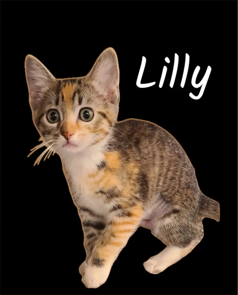 A baby small-sized female Torbie Domestic Short Hair cat named Lilly for adoption in Auburn, CA
