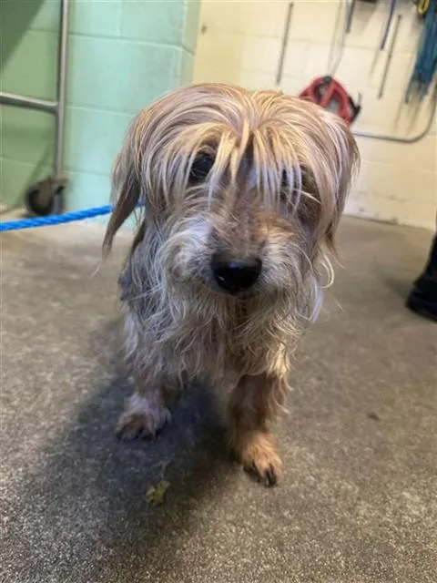 A senior small-sized female Yorkshire Terrier dog named Molly for adoption in Sacramento, CA