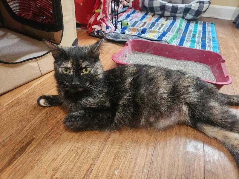 A young medium-sized female Domestic Short Hair cat named Mocha for adoption in Minneapolis, MN