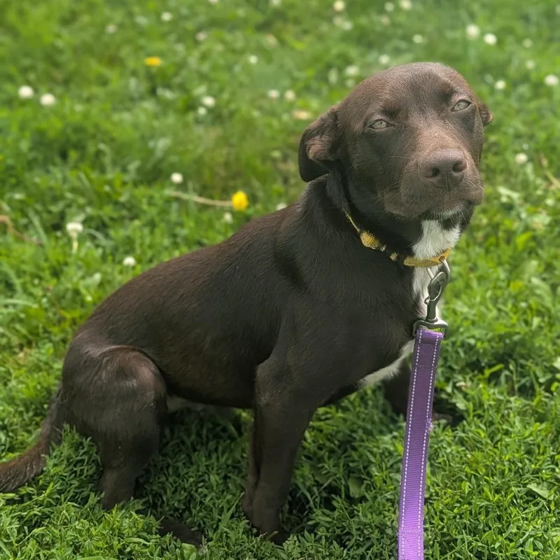 A young small-sized male Brown / Chocolate Mixed Breed dog named Conway for adoption in Prairie du Chien, WI