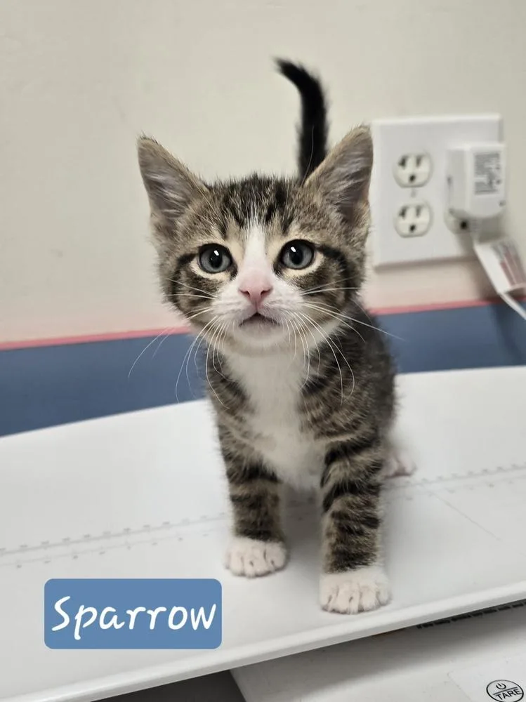 A baby small-sized male Domestic Short Hair cat named Sparrow for adoption in Metamora, IL