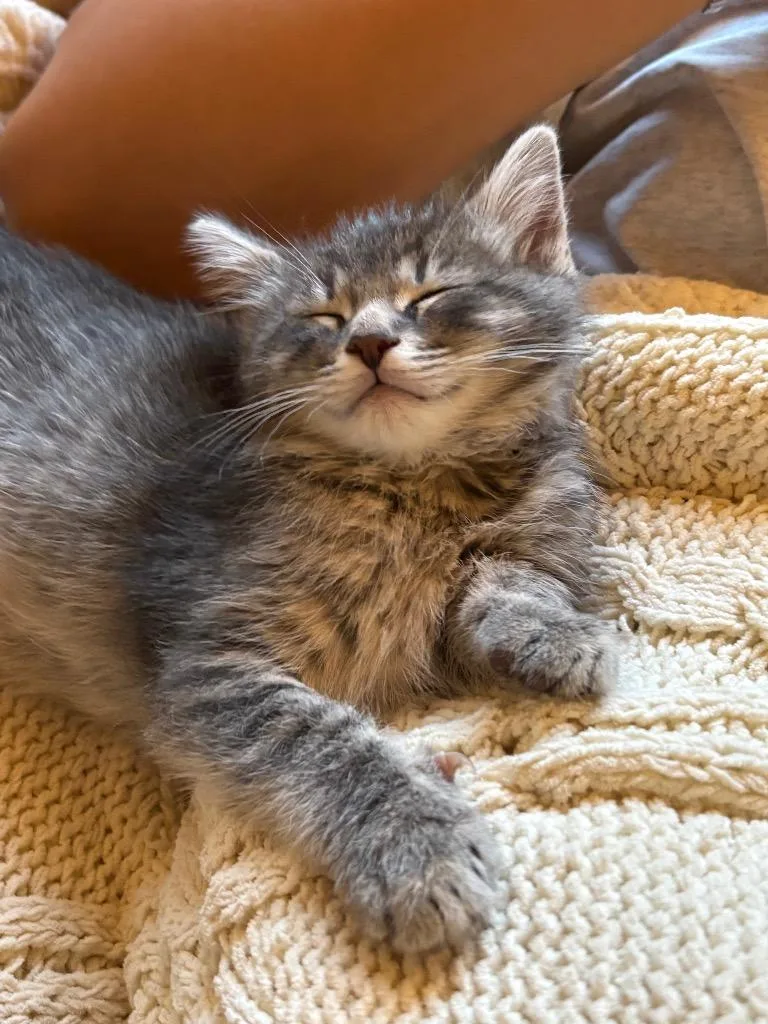 A baby small-sized male Domestic Short Hair cat named Grew for adoption in Meriden, CT