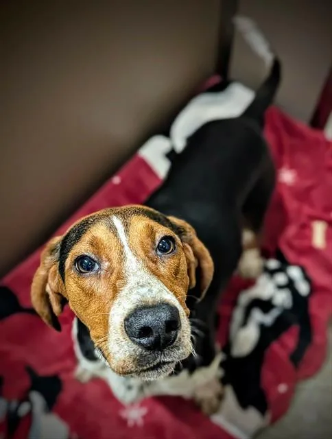 A young large-sized male Treeing Walker Coonhound dog named Juke for adoption in Clyde, NC