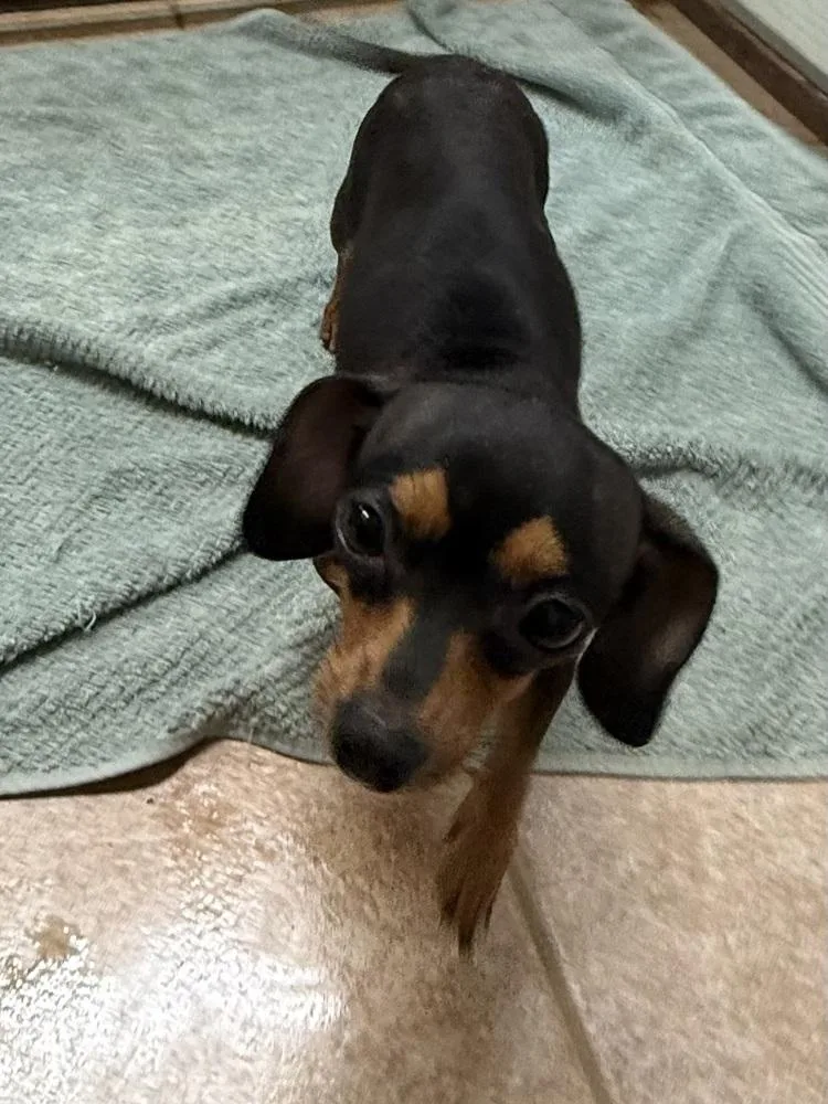 An adult small-sized female Dachshund dog named The Doxies : Dottie for adoption in Osgood, IN