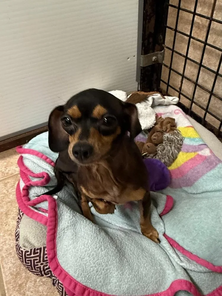 The Doxies : Dottie thumbnail 2