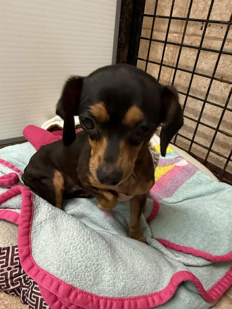 The Doxies : Dottie thumbnail 3