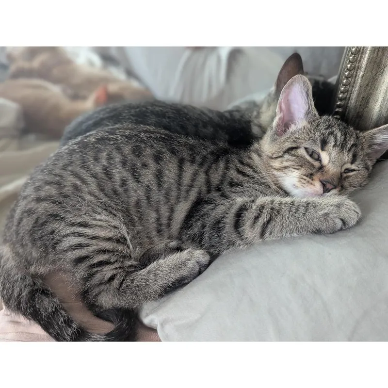 A baby small-sized male Brown / Chocolate Domestic Short Hair cat named Mint Macarons for adoption in Austin, TX