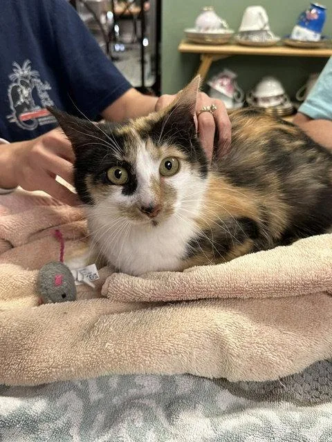 A young medium-sized female Domestic Short Hair cat named Flavia for adoption in Broomall, PA