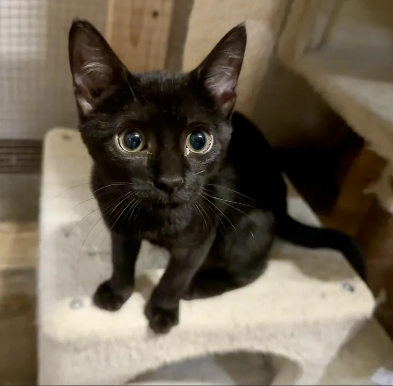 A baby medium-sized female Domestic Short Hair cat named Betty Davis for adoption in Centerville, GA