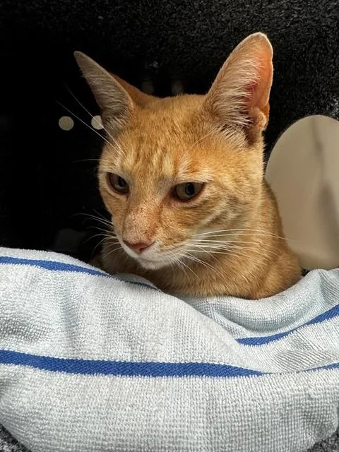 A young medium-sized male Domestic Short Hair cat named Henry for adoption in Naples, FL