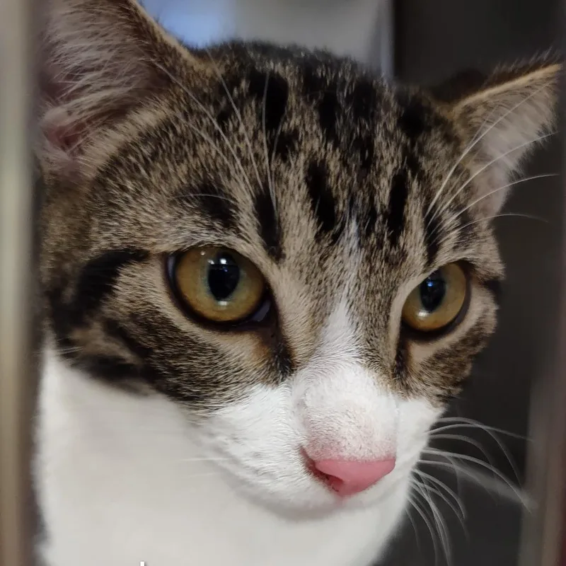 A young medium-sized male Brown / Chocolate Domestic Short Hair cat named Iepastray_ for adoption in Upland, CA