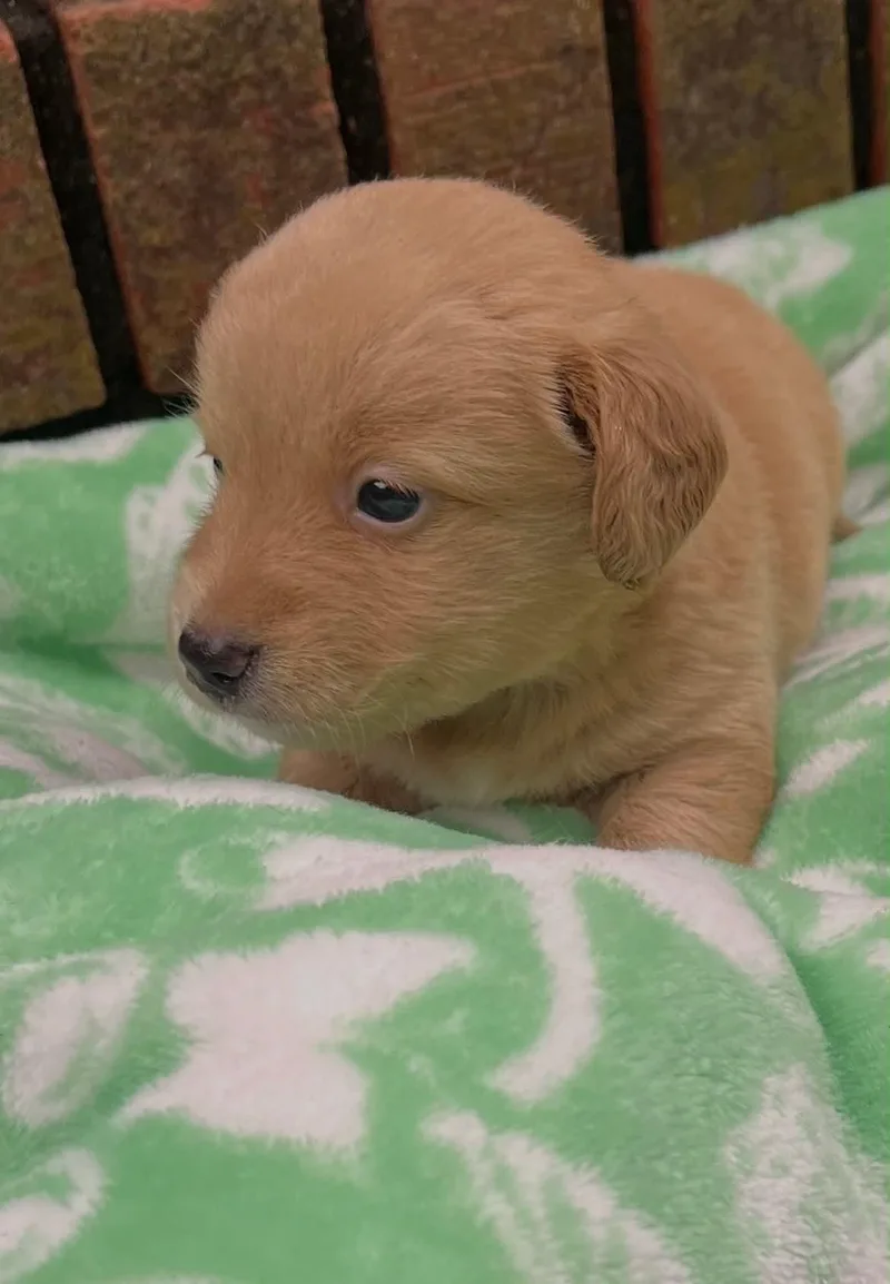 A baby small-sized female Terrier dog named Rixi for adoption in Royal Palm Beach, FL