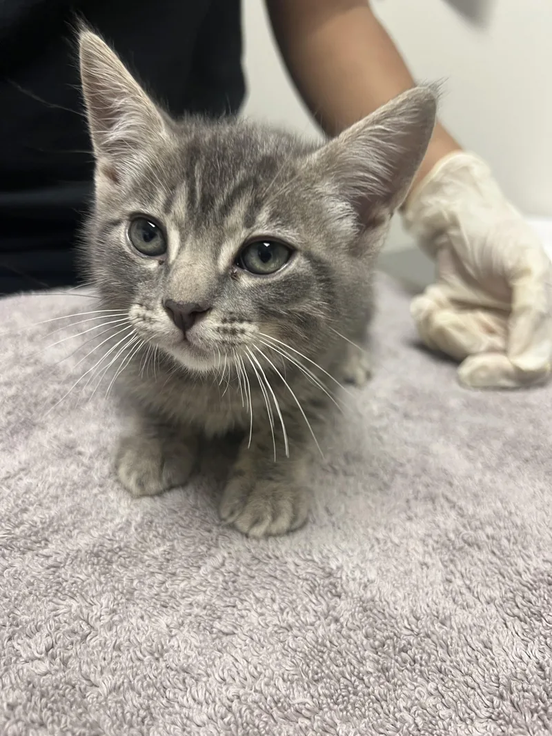 A baby small-sized male Domestic Short Hair cat named Sky for adoption in Chico, CA