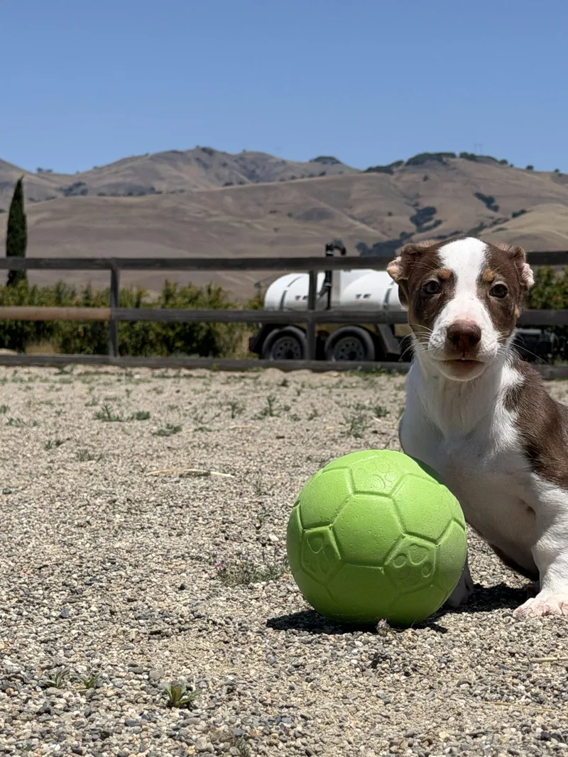 Rookie Litter thumbnail 2