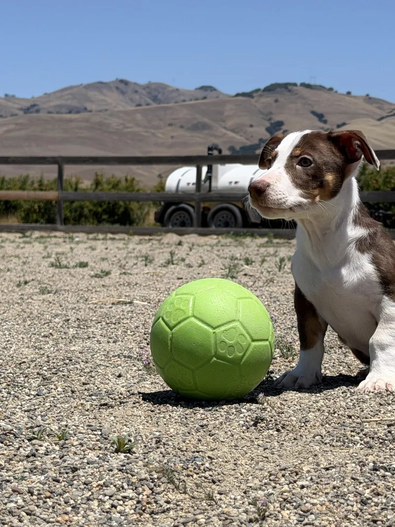 Rookie Litter thumbnail 3