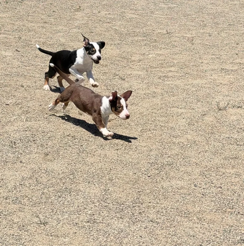Rookie Litter thumbnail 4