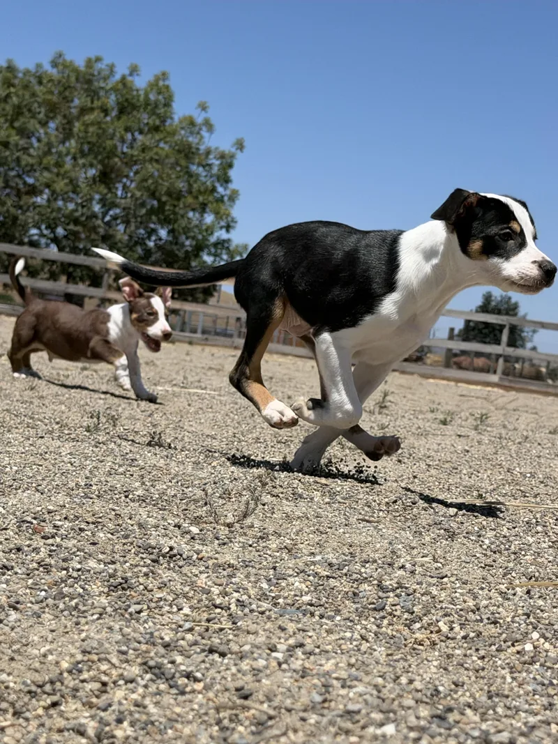 Rookie Litter thumbnail 5
