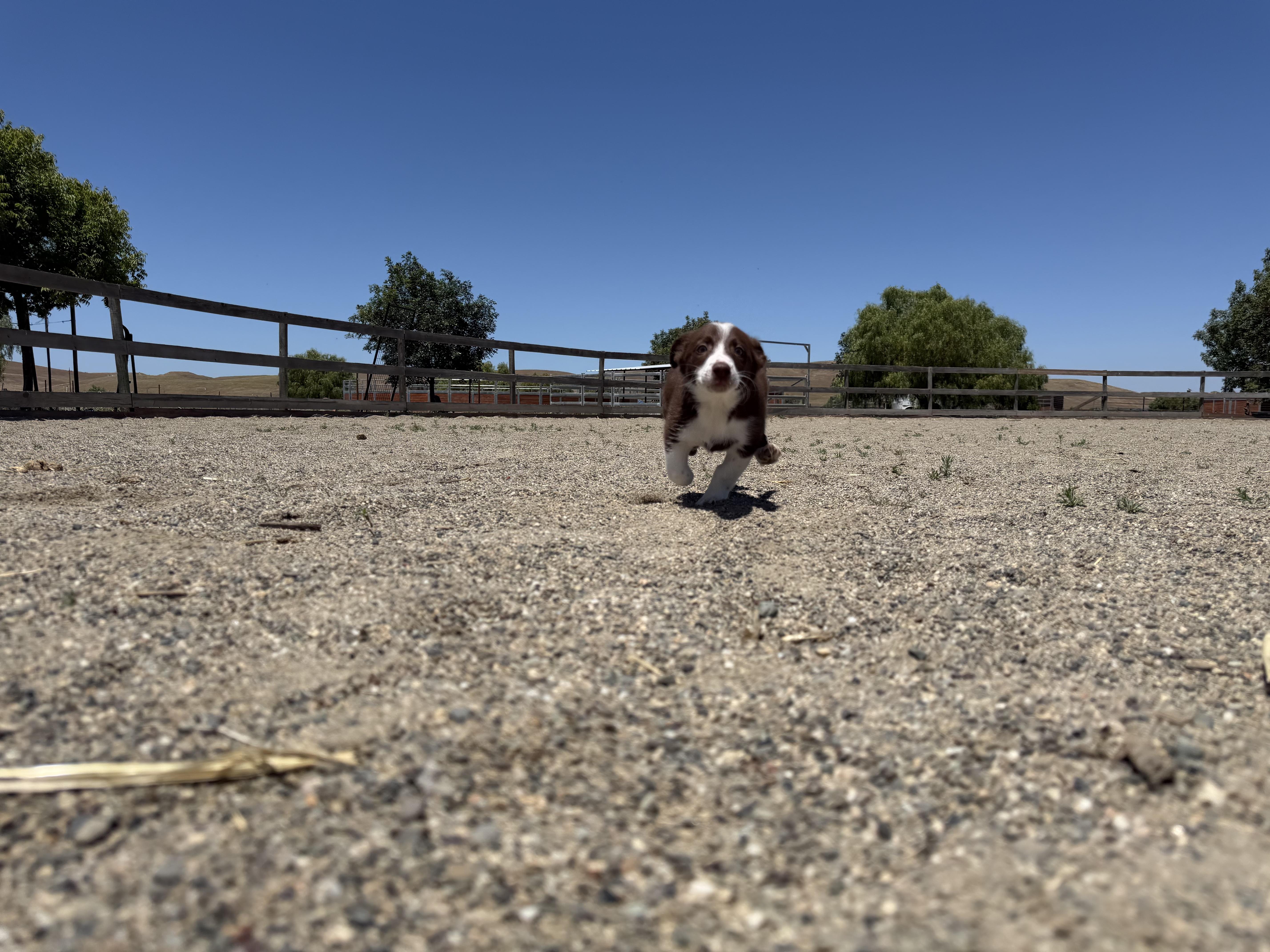 Rookie Litter thumbnail 6