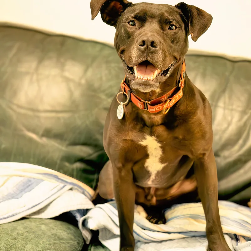 An adult large-sized male Black Boxer dog named Diesel for adoption in Friday Harbor, WA