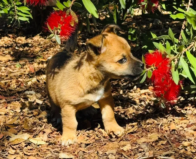 A baby medium-sized female Mixed Breed dog named Stevie for adoption in Penryn, CA