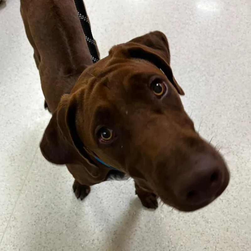 A young large-sized male Red / Chestnut / Orange Rhodesian Ridgeback dog named Red Rover for adoption in Wichita, KS