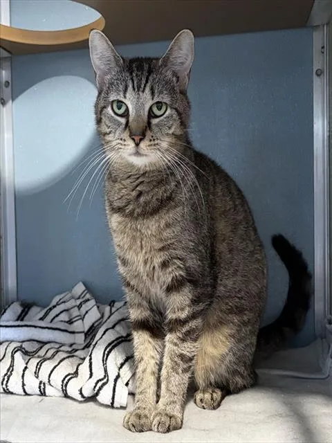 An adult small-sized female Domestic Short Hair cat named Ritz for adoption in Westminster, MD