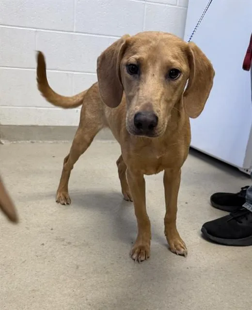 A young medium-sized female Hound dog named Savannah for adoption in Haw River, NC